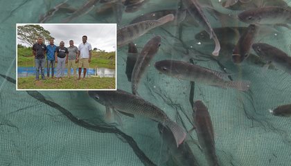 Jona’s Interest In Tilapia Farming