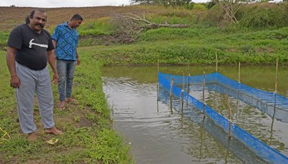 Vegetable Farmer Eyes Tilapia Niche