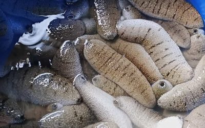 LIFTING OF BAN ON HARVESTING AND TRADING SEA CUCUMBERS (BECHE-DE-MER)