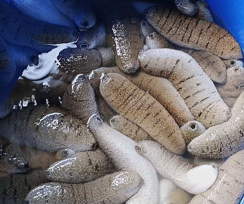 LIFTING OF BAN ON HARVESTING AND TRADING SEA CUCUMBERS (BECHE-DE-MER)