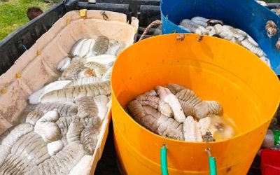STATEMENT BY THE HONORABLE MINISTER FOR FISHERIES ON THE EXTENSION OF THE BECHE-DE-MER HARVESTING PERIOD