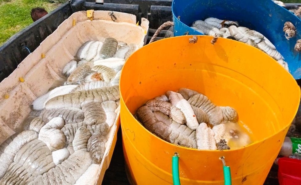STATEMENT BY THE HONORABLE MINISTER FOR FISHERIES ON THE EXTENSION OF THE BECHE-DE-MER HARVESTING PERIOD